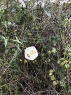 Image of island false bindweed