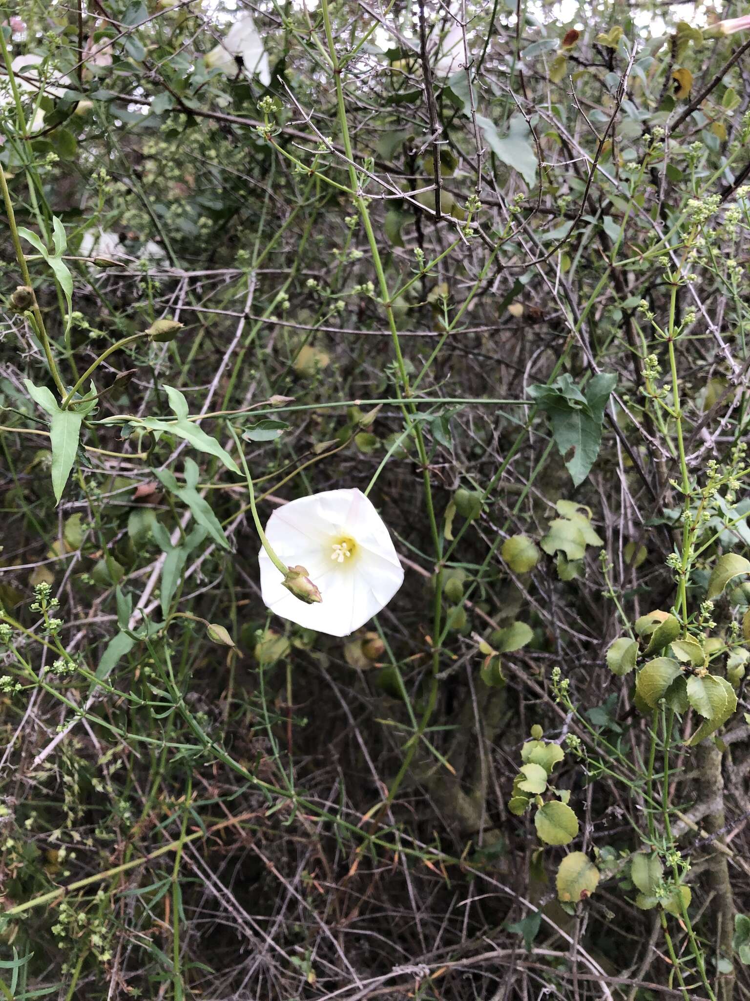 Image of island false bindweed