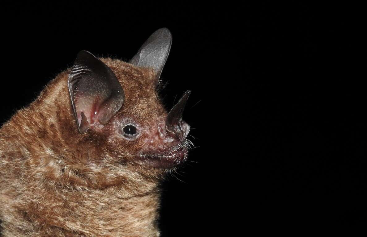Image of Short-tailed Leaf-nosed Bats