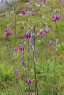 Image of Primula secundiflora Franch.