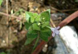 صورة Ruellia costaricensis (Oerst.) E. A. Tripp & Mc Dade