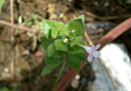 صورة Ruellia costaricensis (Oerst.) E. A. Tripp & Mc Dade