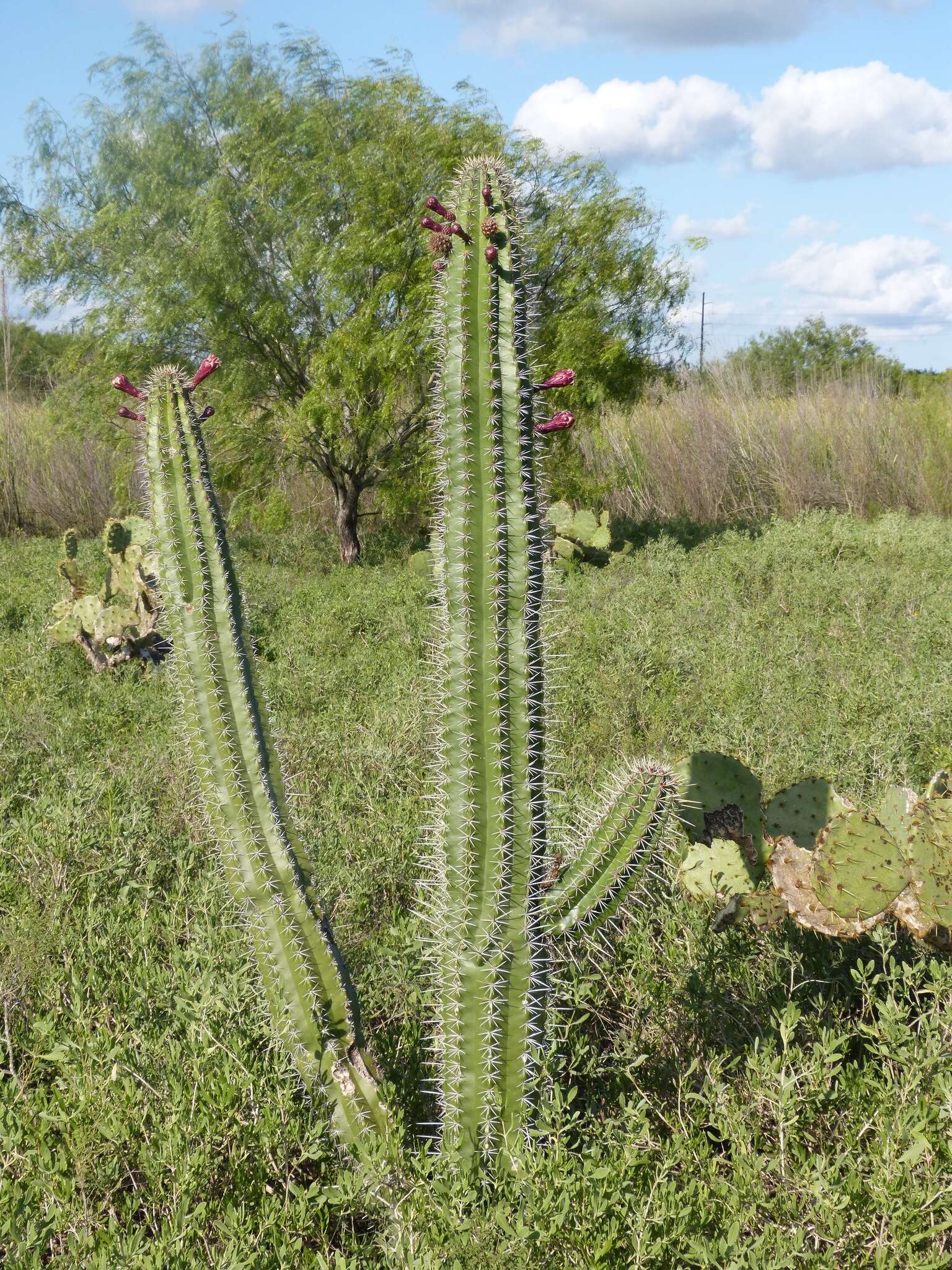 Image of Stenocereus huastecorum