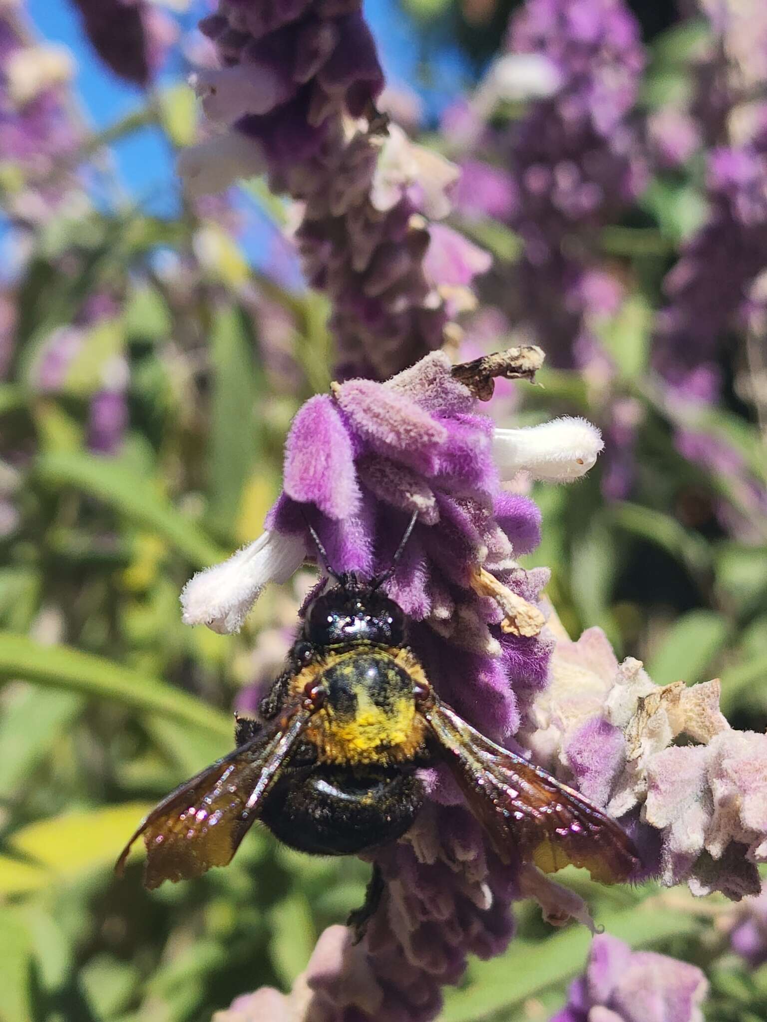 Xylocopa eximia Pérez 1901 resmi