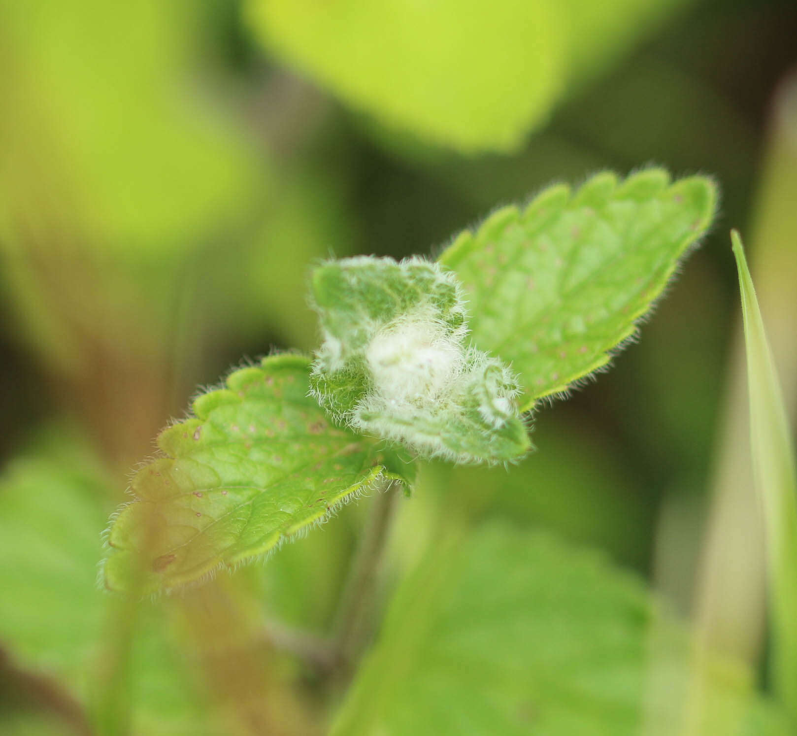 Jaapiella veronicae (Vallot 1827) resmi