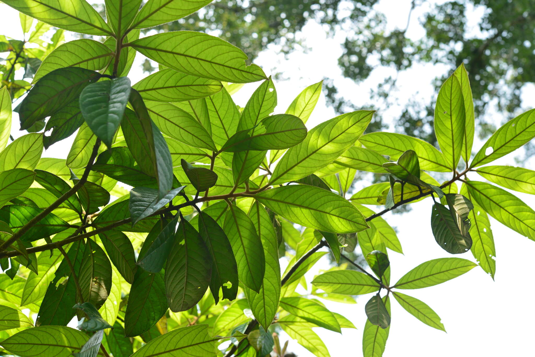 Image of Symplocos cochinchinensis subsp. cochinchinensis