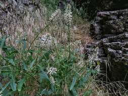 Image of cutleaf thelypody