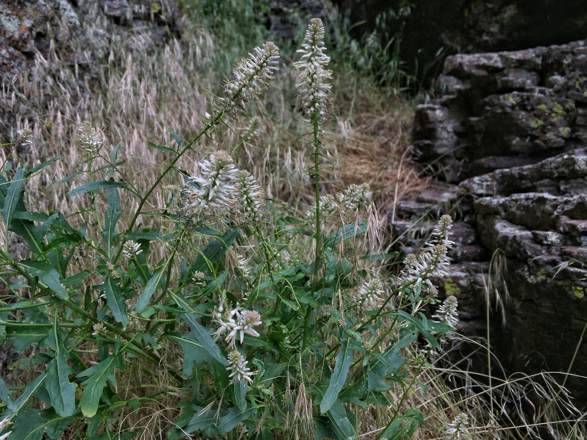 Image of cutleaf thelypody