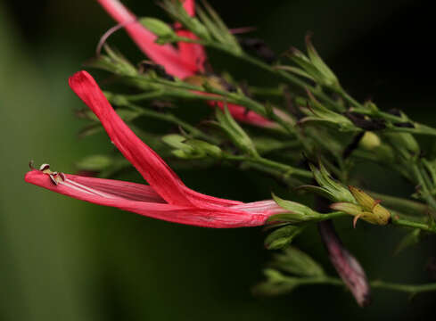 صورة Justicia secunda Vahl