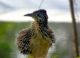 Image of Lesser Roadrunner
