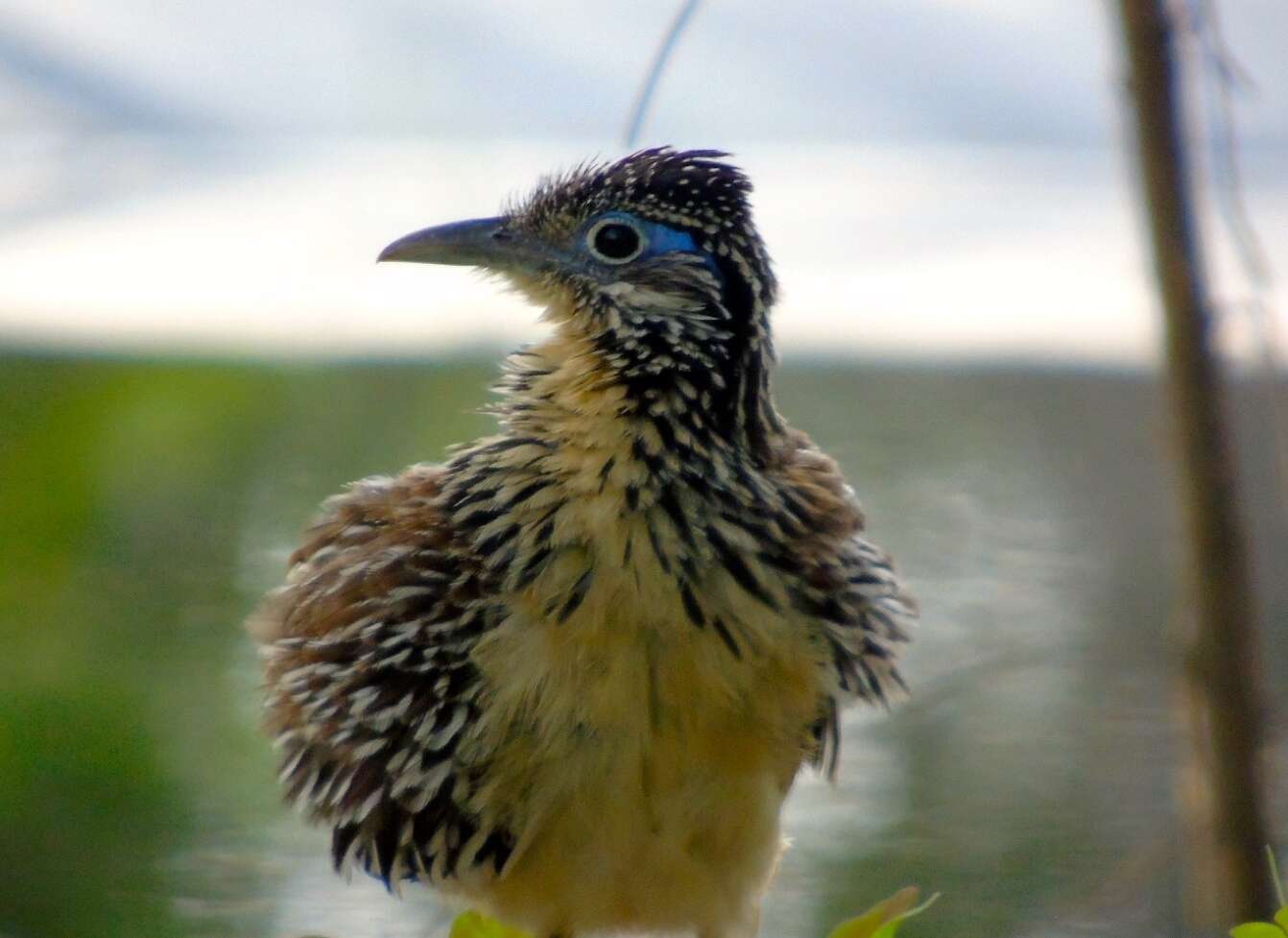 Image of Lesser Roadrunner