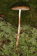 Image of Hymenopellis rubrobrunnescens (Redhead, Ginns & Shoemaker) R. H. Petersen 2010