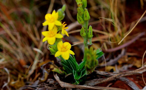 Image of Hypoxis obtusa Burch. ex Ker Gawl.