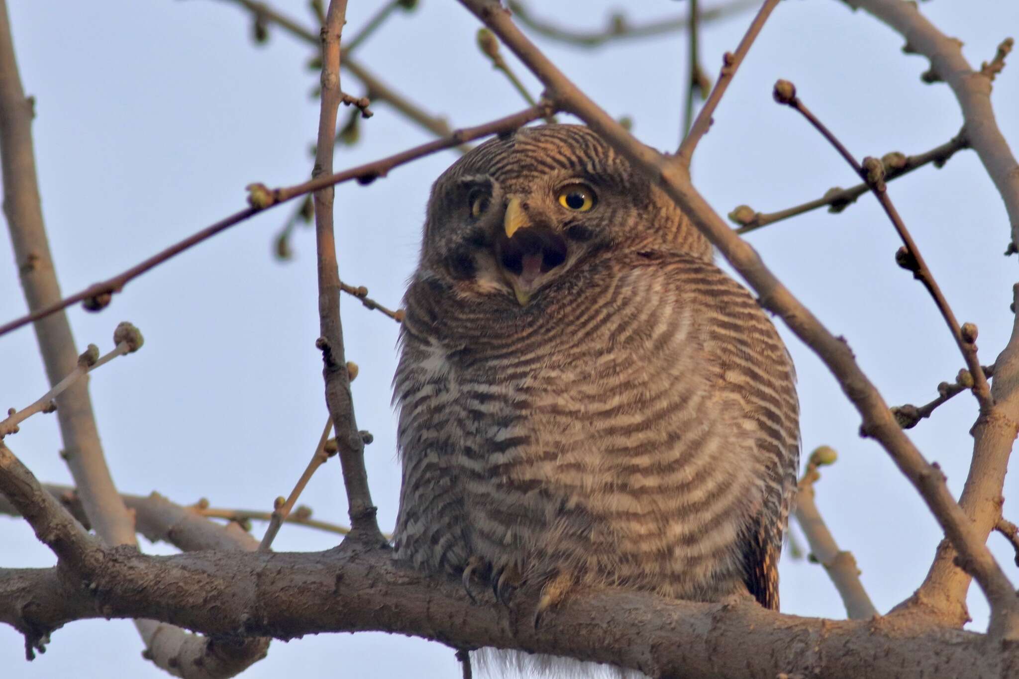 Imagem de Glaucidium radiatum (Tickell 1833)