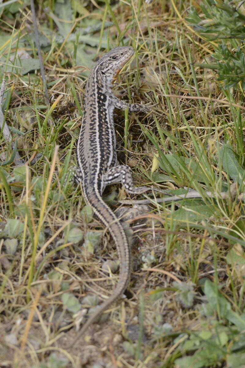 Image of Podarcis cretensis (Wettstein 1952)