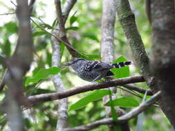 Image of Scaled Antbird