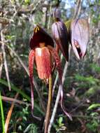 Image de Paphiopedilum adductum Asher