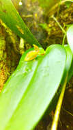 Image of Pleurothallis matudana C. Schweinf.