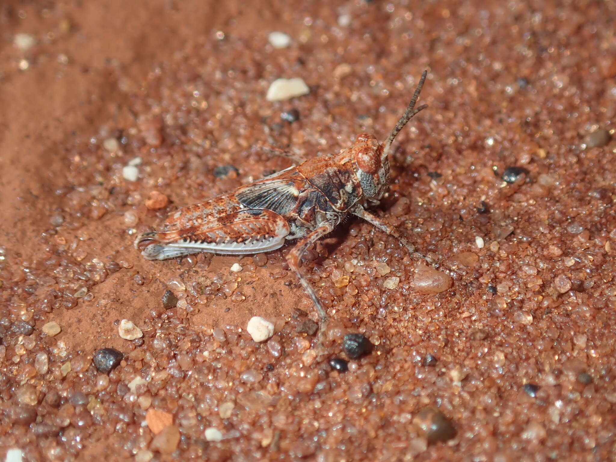 Image of Urnisa guttulosa (Walker & F. 1870)