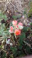 Image of scarlet globemallow