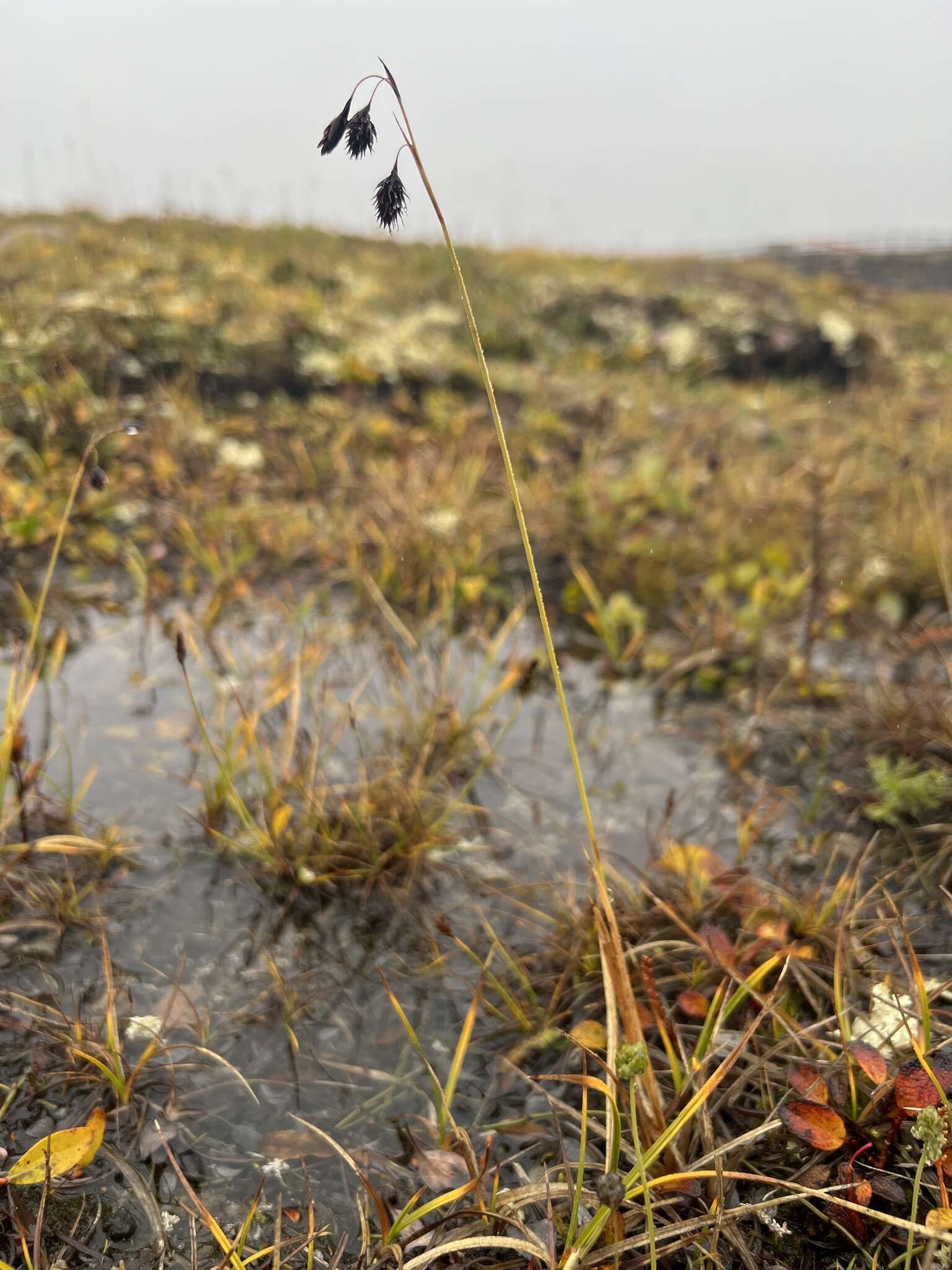 Carex fuliginosa Schkuhr resmi