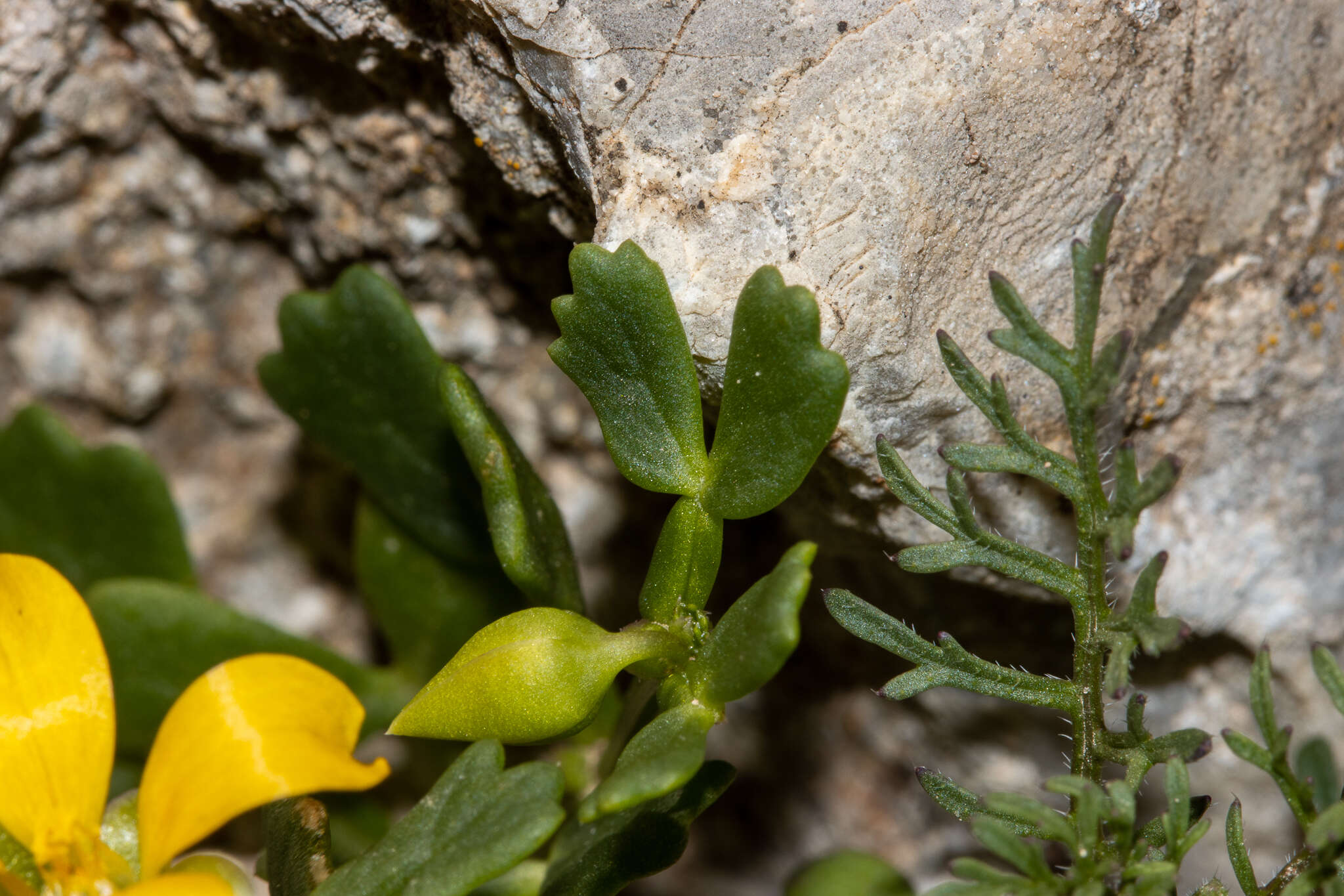 Image of Roepera crenata (F. Müll.) Beier & Thulin