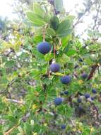 Слика од Berberis microphylla Forst.