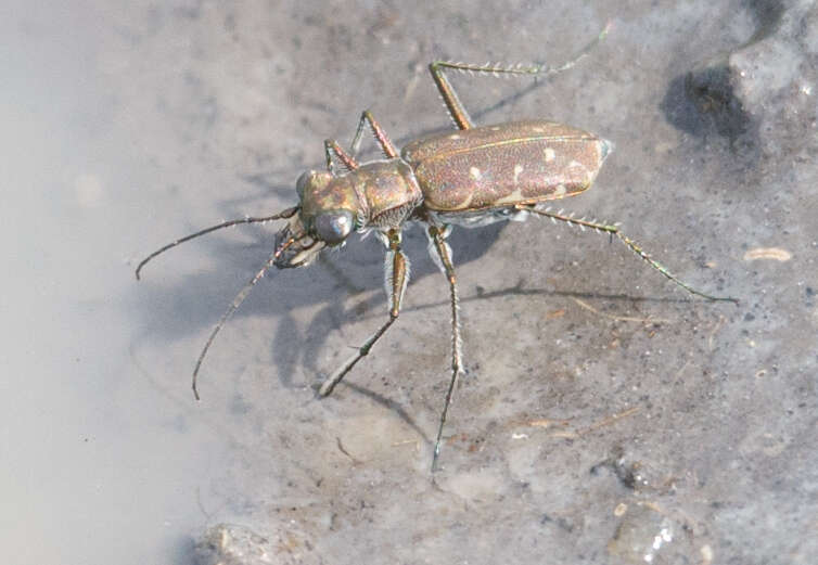 Image of Myriochila (Myriochila) melancholica (Fabricius 1798)