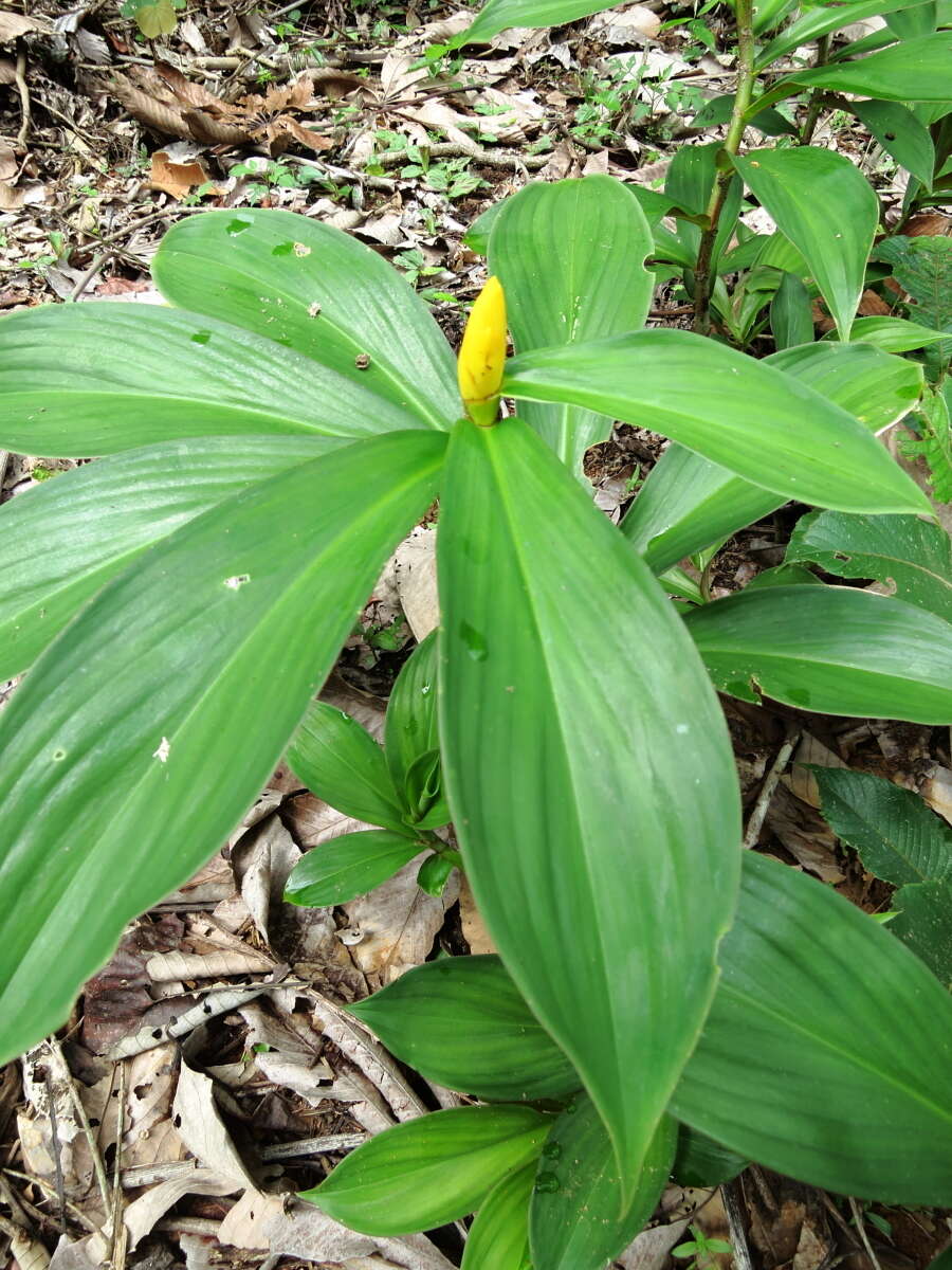 Imagem de Chamaecostus fusiformis (Maas) C. D. Specht & D. W. Stev.