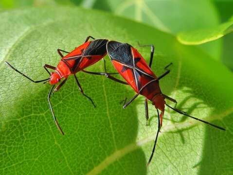 Image of St. Andrew's Cotton Stainer