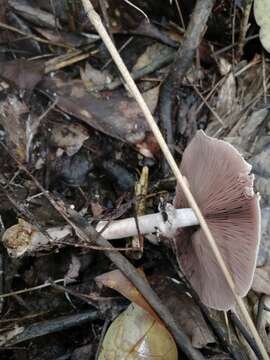 Image of Dark scaled mushroom