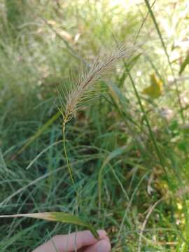 Image de Elymus riparius Wiegand