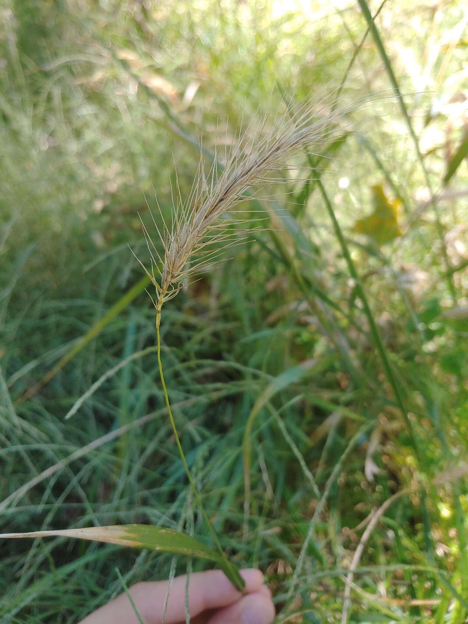 Слика од Elymus riparius Wiegand