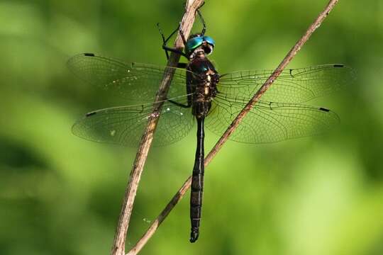 Image of Hine's Emerald