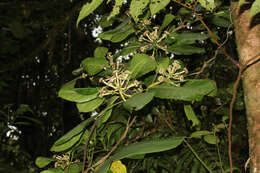 Image of Dendropanax sessiliflorus (Standl. & A. C. Sm.) A. C. Sm.