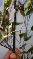 Слика од Phyllostachys nigra (Lodd. ex Lindl.) Munro