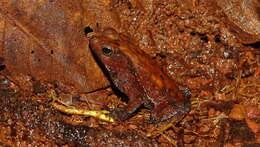 صورة Rhinella castaneotica (Caldwell 1991)