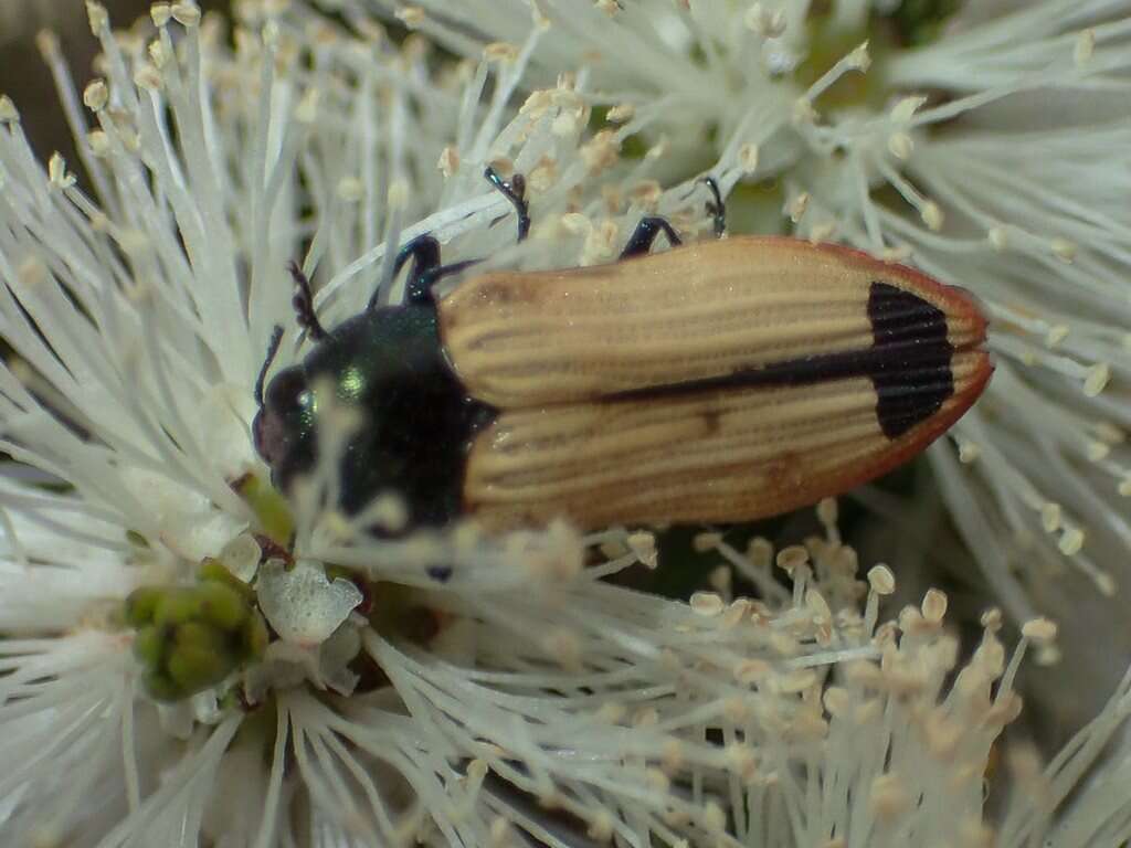 Image of Castiarina fossoria (Carter 1927)