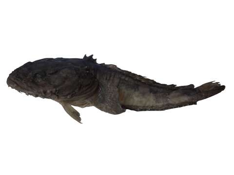 Image of Pacific toadfish