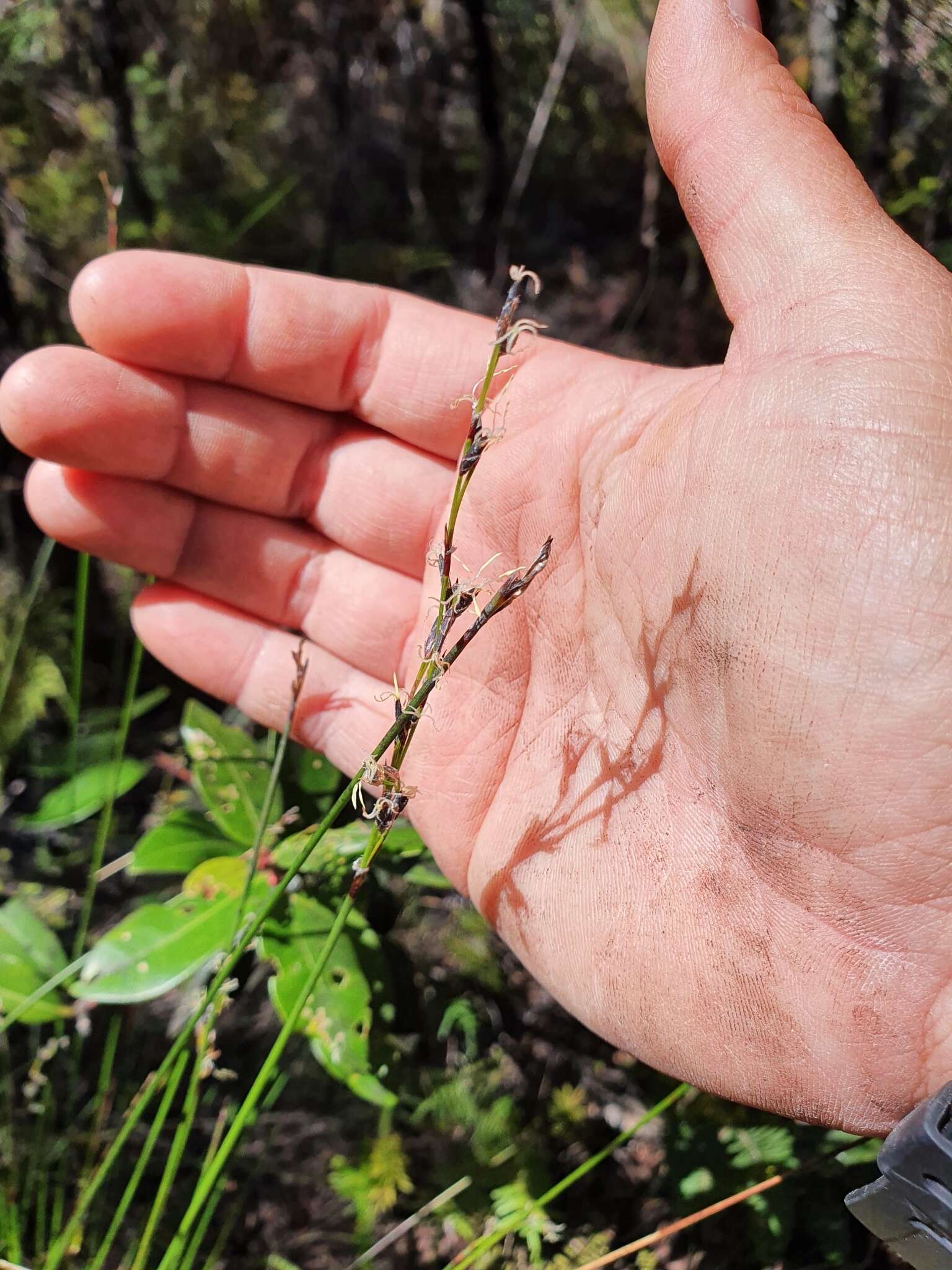 Sivun Machaerina tenax (Hook. fil.) T. Koyama kuva