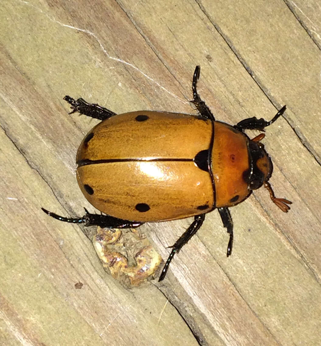 Image of Grapevine Beetle