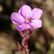 Image of Drosera hilaris Cham. & Schlechtd.