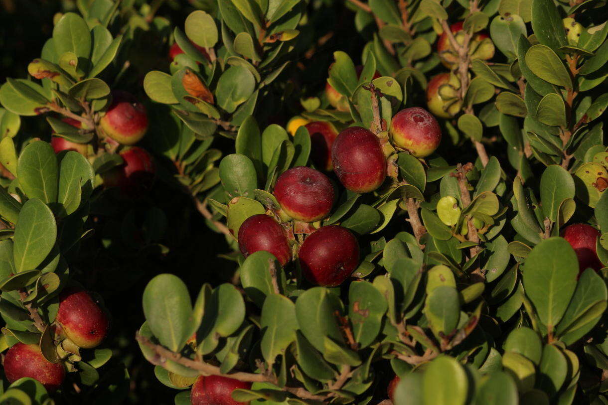 Sivun Diospyros rotundifolia Hiern kuva