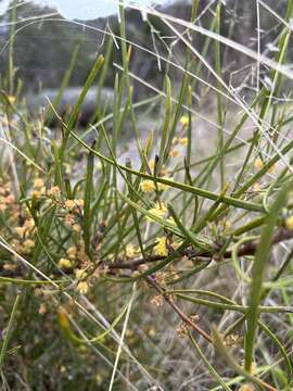 Image of Acacia granitica Maiden