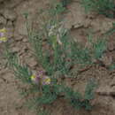 Image of Linaria schirvanica Fomin