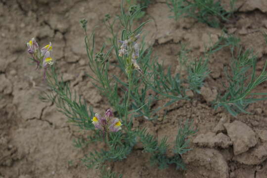 Image of Linaria schirvanica Fomin