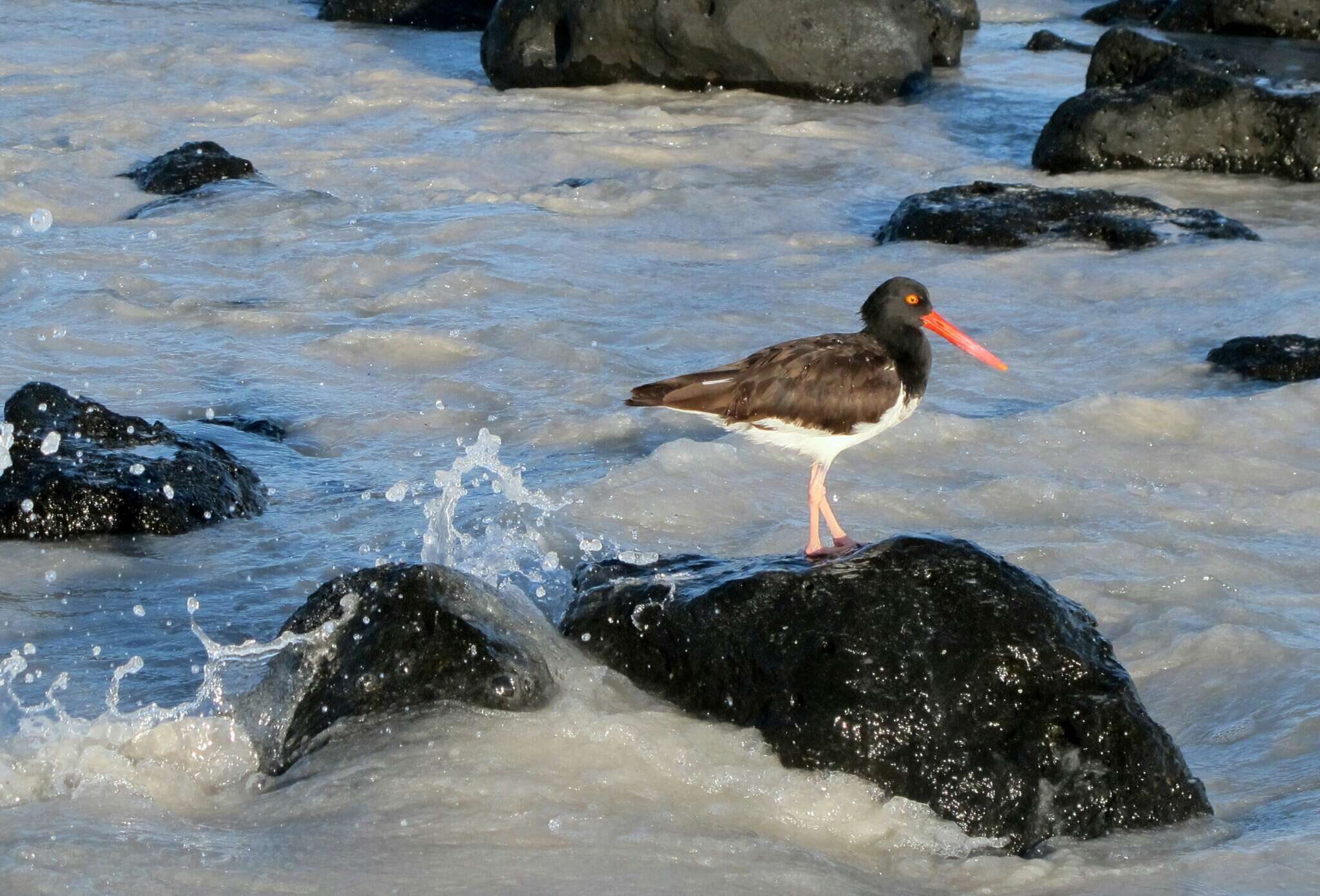 Image of Haematopus palliatus galapagensis Ridgway 1886