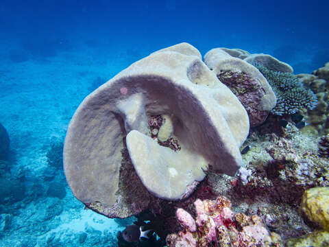 Image of Pavona coral