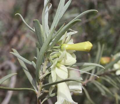 صورة Eremophila oppositifolia subsp. oppositifolia