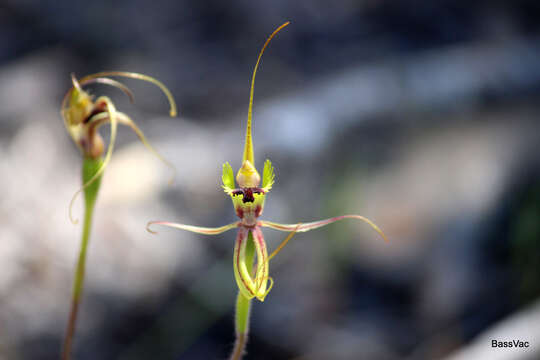 Image of Mantis orchids